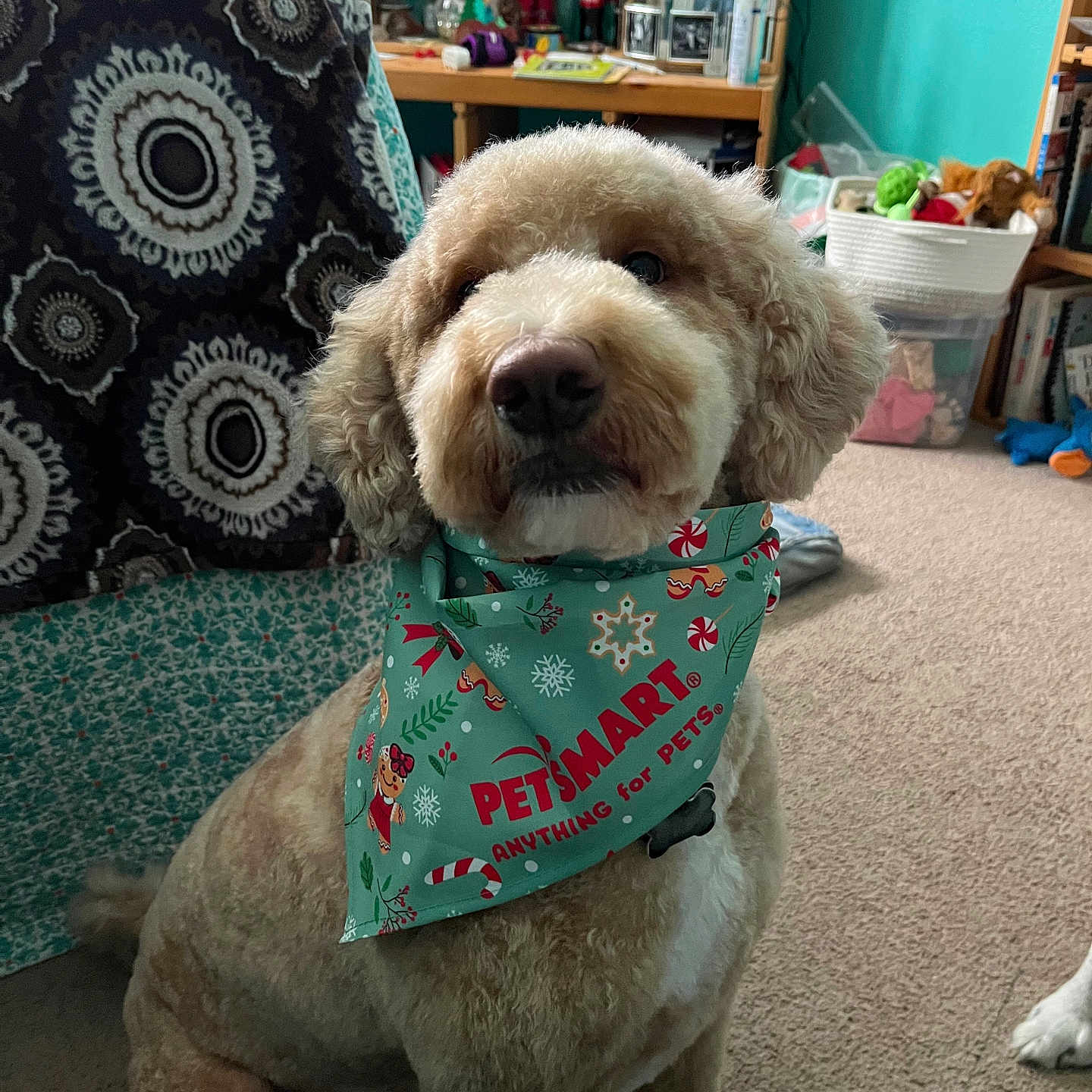 Nugget joined the competition — help win amazing prizes! accessories, animal, architecture, bird, building, canine, computerhardware, couch, dog, electronics, furniture, hardware, indoors, livingroom, monitor, person, pet, puppy, room, screen