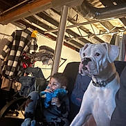 Gertie joined the competition — help win amazing prizes! child, dog, white_dog, plush_toy, couch, basement, clothing, hanging_clothes, exposed_beams, storage, person, sitting, indoor, cozy, relaxed, furniture, casual, pet, young_child, toy