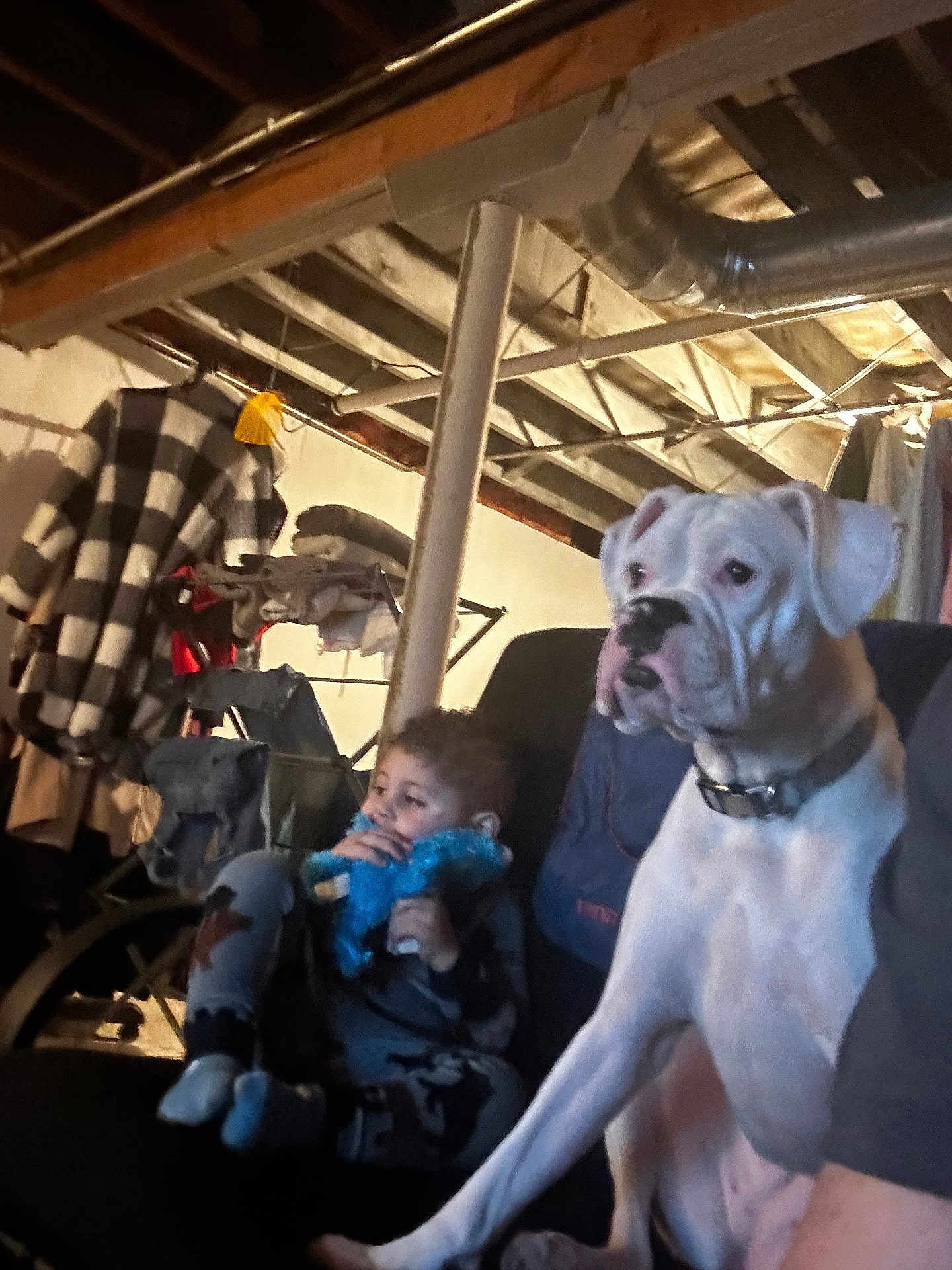 Gertie joined the competition — help win amazing prizes! child, dog, white_dog, plush_toy, couch, basement, clothing, hanging_clothes, exposed_beams, storage, person, sitting, indoor, cozy, relaxed, furniture, casual, pet, young_child, toy