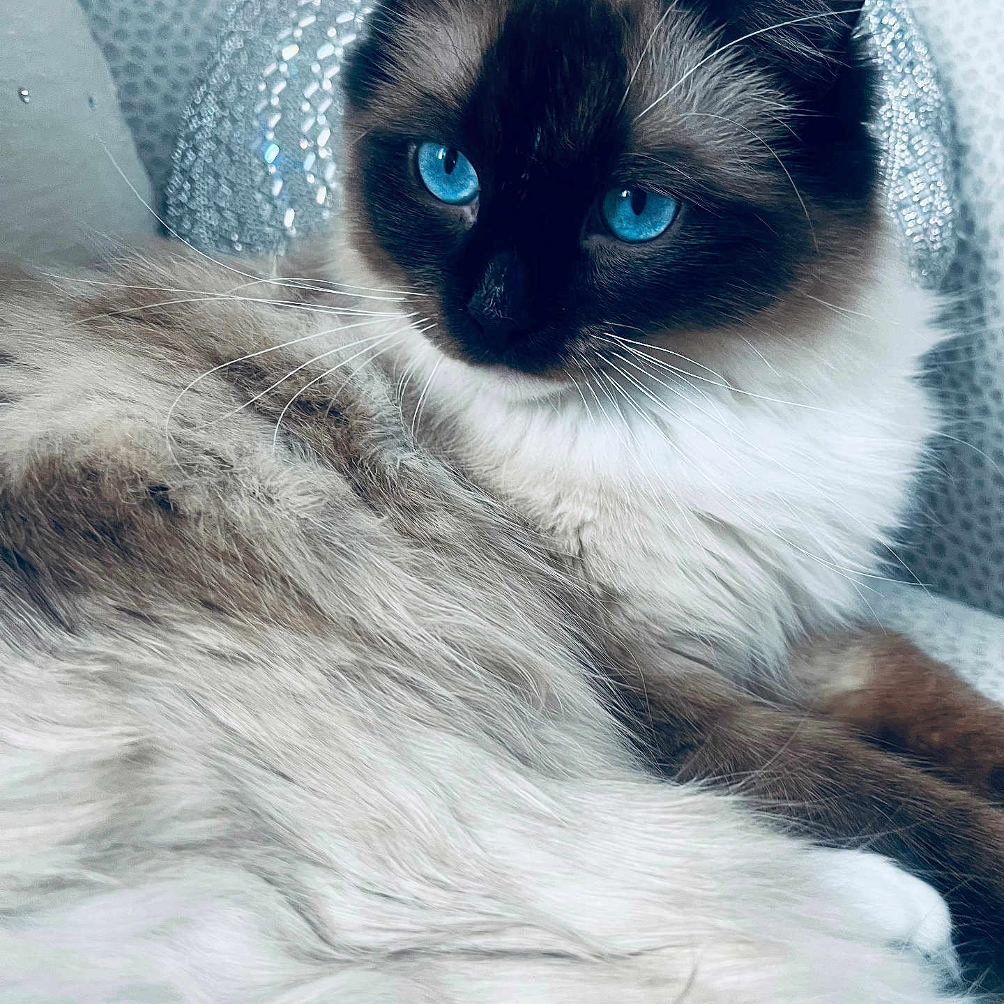 Sebastiancatiscalco