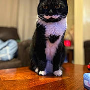 Gilbert joined the competition — help win amazing prizes! animal, black_and_white, blurred_background, cat, cute, domestic_cat, eyes, fur, furniture, indoor, living_room, mustache, paws, pet, portrait, sitting, table, tuxedo_cat, whiskers, wooden_table