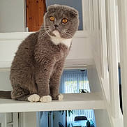 Scott participe au concours pour gagner de l'argent avec cette photo : cat, scottish_fold, gray_cat, white_paws, amber_eyes, staircase, indoor, home, furniture, dining_table, chair, window_blinds, plant, curious, pet, animal, whiskers, fur, relaxed, domestic