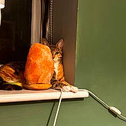 Tilly joined the competition — help win amazing prizes! cat, tabby, salt_lamp, windowsill, green_wall, curious, indoor, pet, relaxed, orange, lamp, cozy, playful, one_eye, feline, resting, cord, window, night, shadow