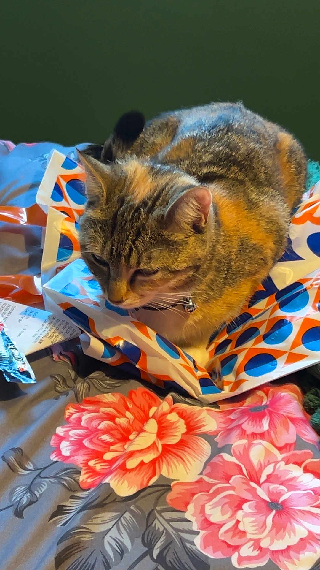 Tilly is registered to the contest to win money with this photo: cat, tabby, pet, animal, bedspread, floral_pattern, plastic_bag, indoor, feline, resting, collar, closeup, soft_lighting, comfort, domestic_animal, striped_fur, relaxed, cute, home, cozy