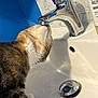 Tilly is registered to the contest to win money with this photo: cat, sink, faucet, bathroom, tile_wall, blue_wall, shampoo_bottle, curious_cat, pet, whiskers, domestic_cat, close_up, indoor, marble_tile, white_sink, striped_cat, paw, reflection, clean, water_fixture