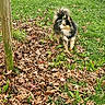 Tinky a rejoint le concours — aidez-le/la à gagner de superbes lots ! dog, puppy, fluffy, long_hair, tricolor, outdoor, garden, backyard, grass, fallen_leaves, autumn, wooden_post, standing, looking_at_camera, animal, pet, fur, nature, daylight, portrait