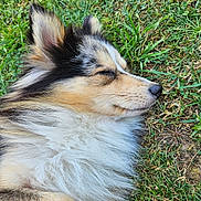 Tinky participe au concours pour gagner de l'argent avec cette photo : dog, canine, pet, fluffy, long_hair, tri_color, black_white_tan, sleeping, resting, closed_eyes, snout, nose, ears, fur, grass, outdoors, garden, relaxed, close_up, portrait