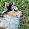 dog, canine, pet, fluffy, long_hair, tri_color, black_white_tan, sleeping, resting, closed_eyes, snout, nose, ears, fur, grass, outdoors, garden, relaxed, close_up, portrait
