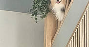 Tinky participe au concours pour gagner de l'argent avec cette photo : dog, fluffy_dog, portrait, peeking, staircase, stair_rail, wood, indoor, home, interior, hanging_plant, greenery, blue_eyes, open_mouth, happy, curious, fur, animal, architecture, vertical_composition