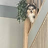 dog, fluffy_dog, portrait, peeking, staircase, stair_rail, wood, indoor, home, interior, hanging_plant, greenery, blue_eyes, open_mouth, happy, curious, fur, animal, architecture, vertical_composition