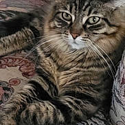 Ash joined the competition — help win amazing prizes! cat, tabby, fluffy, feline, pet, animal, indoor, couch, patterned_fabric, relaxed, whiskers, closeup, fur, domestic_cat, resting, paw, eyes, portrait, muzzle, striped