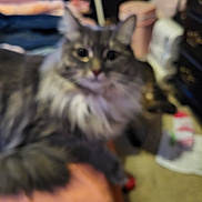 Sister joined the competition — help win amazing prizes! animal, background, blurred, carpet, cat, cozy, domestic, ears, face, feline, fluffy, fur, furniture, home, indoor, orange_surface, pet, relaxing, soft, whiskers