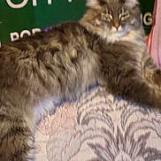 Sister is registered to the contest to win money with this photo: animal, background, blurred, cat, closeup, cute, domestic, fabric, feline, fluffy, fur, home, indoor, pattern, pet, relaxed, resting, sign, sleepy, soft