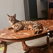 Ulysse participe au concours pour gagner de l'argent avec cette photo : animal, architecture, cat, coffeetable, computerhardware, diningtable, electronics, furniture, hardware, hardwood, indoors, interiordesign, monitor, pet, screen, speaker, table, tabletop, tv, wood