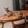 animal, architecture, cat, coffeetable, computerhardware, diningtable, electronics, furniture, hardware, hardwood, indoors, interiordesign, monitor, pet, screen, speaker, table, tabletop, tv, wood