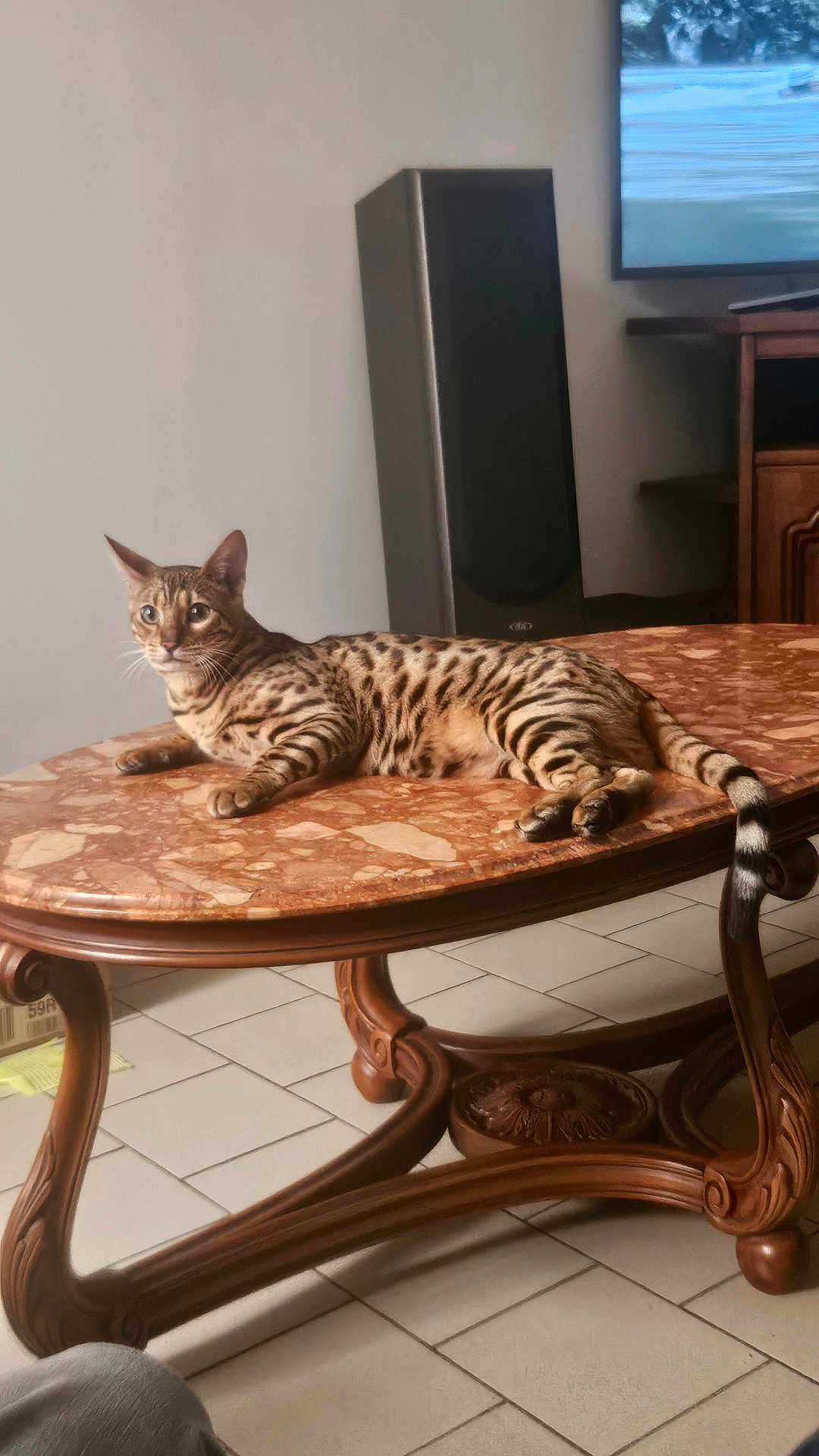 Ulysse participe au concours pour gagner de l'argent avec cette photo : animal, architecture, cat, coffeetable, computerhardware, diningtable, electronics, furniture, hardware, hardwood, indoors, interiordesign, monitor, pet, screen, speaker, table, tabletop, tv, wood