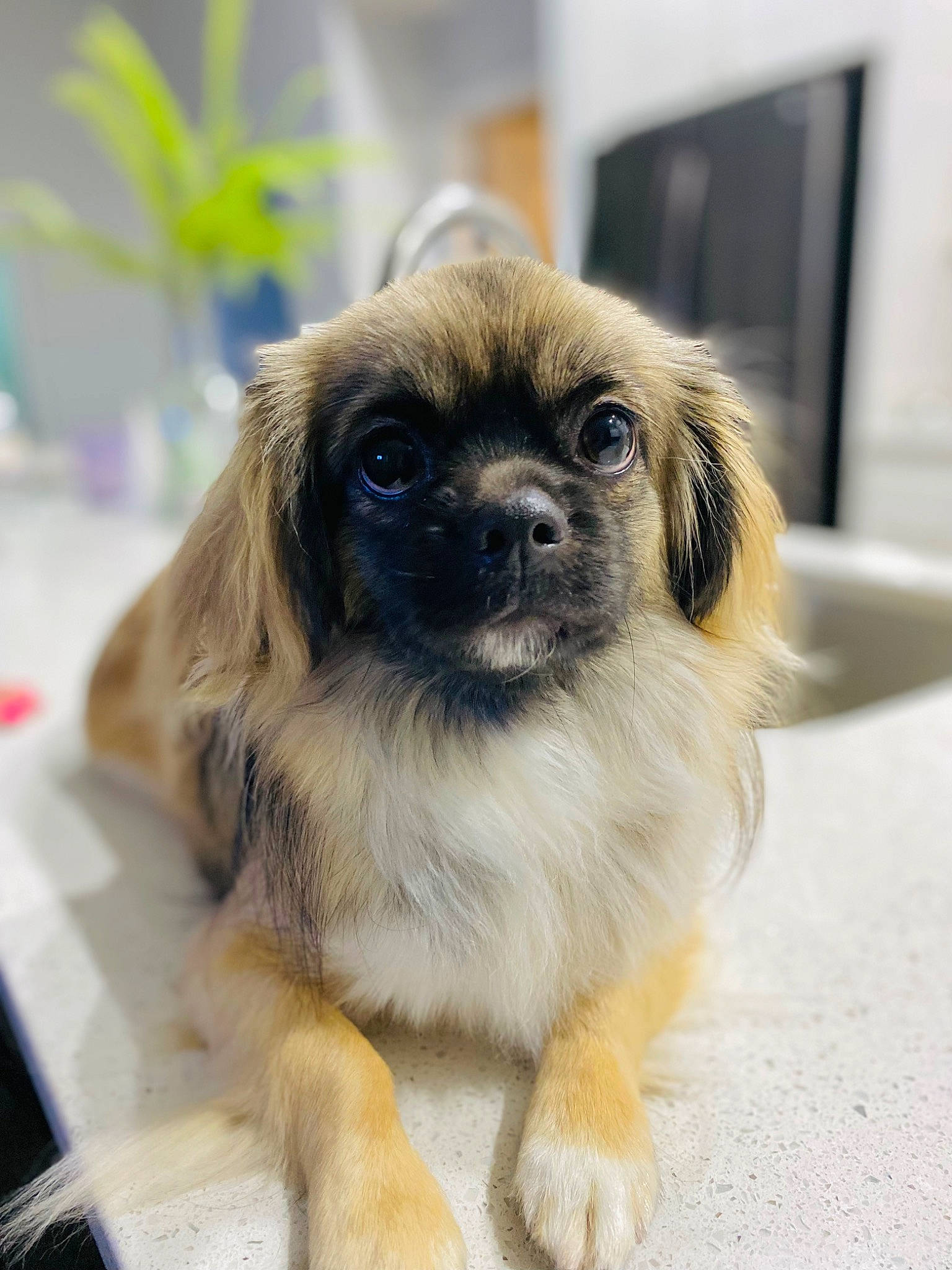 Loki joined the competition — help win amazing prizes! canidae, carnivore, companion_dog, dog, dog_breed, fawn, fur, home_appliance, liver, puppy, sporting_group, television, terrestrial_animal, tibetan_spaniel, toy_dog, whiskers, working_animal