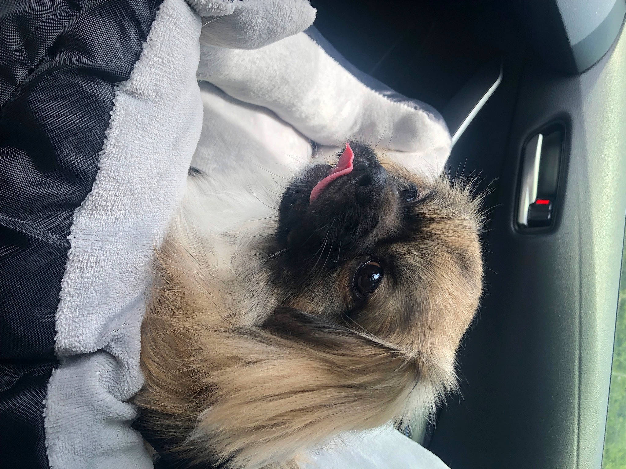 Loki joined the competition — help win amazing prizes! auto_part, automotive_lighting, canidae, carnivore, comfort, companion_dog, dog_breed, fawn, felidae, fur, personal_luxury_car, small_to_medium_sized_cats, snout, sporting_group, tail, toy_dog, vehicle_door, whiskers, white, windshield