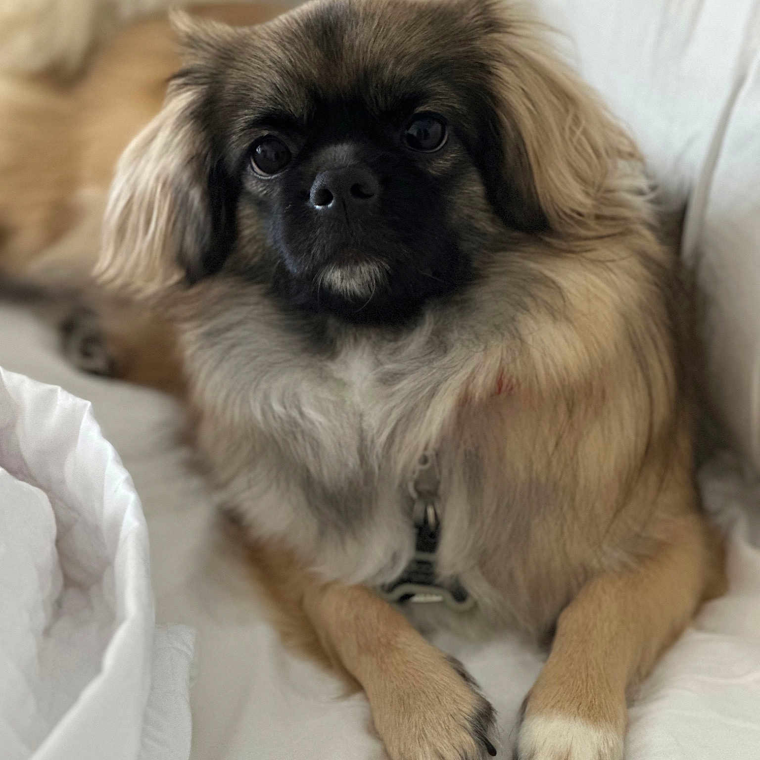 Loki