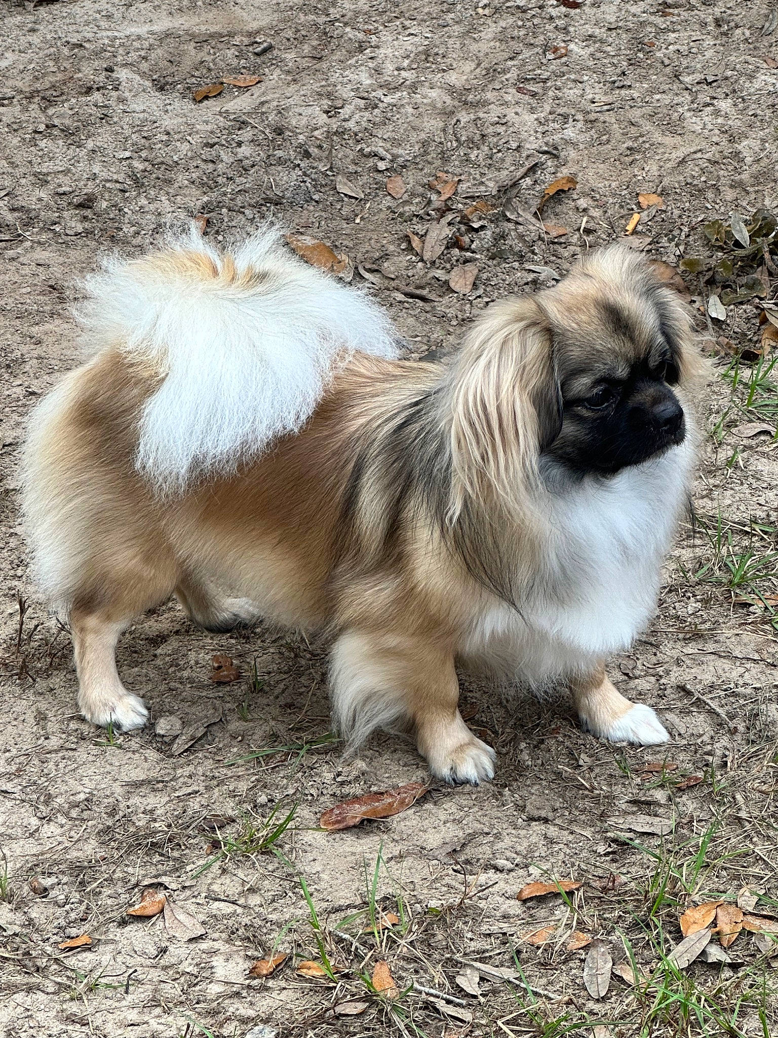 Loki is registered to the contest to win money with this photo: companion_dog, dog_breed, fawn, fur, grass, liver, natural_material, snout, tail, terrestrial_animal, whiskers, wildlife