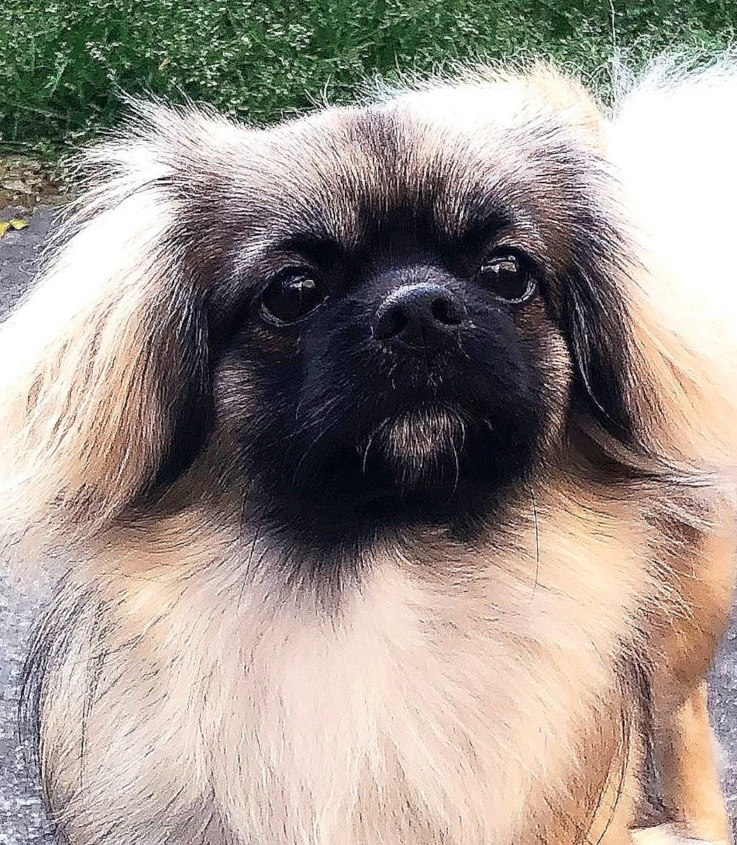 Loki joined the competition — help win amazing prizes! canidae, carnivore, close_up, companion_dog, dog, dog_breed, eye, fawn, fur, hair, head, human_body, iris, liver, snout, sporting_group, terrestrial_animal, toy_dog, whiskers, working_animal