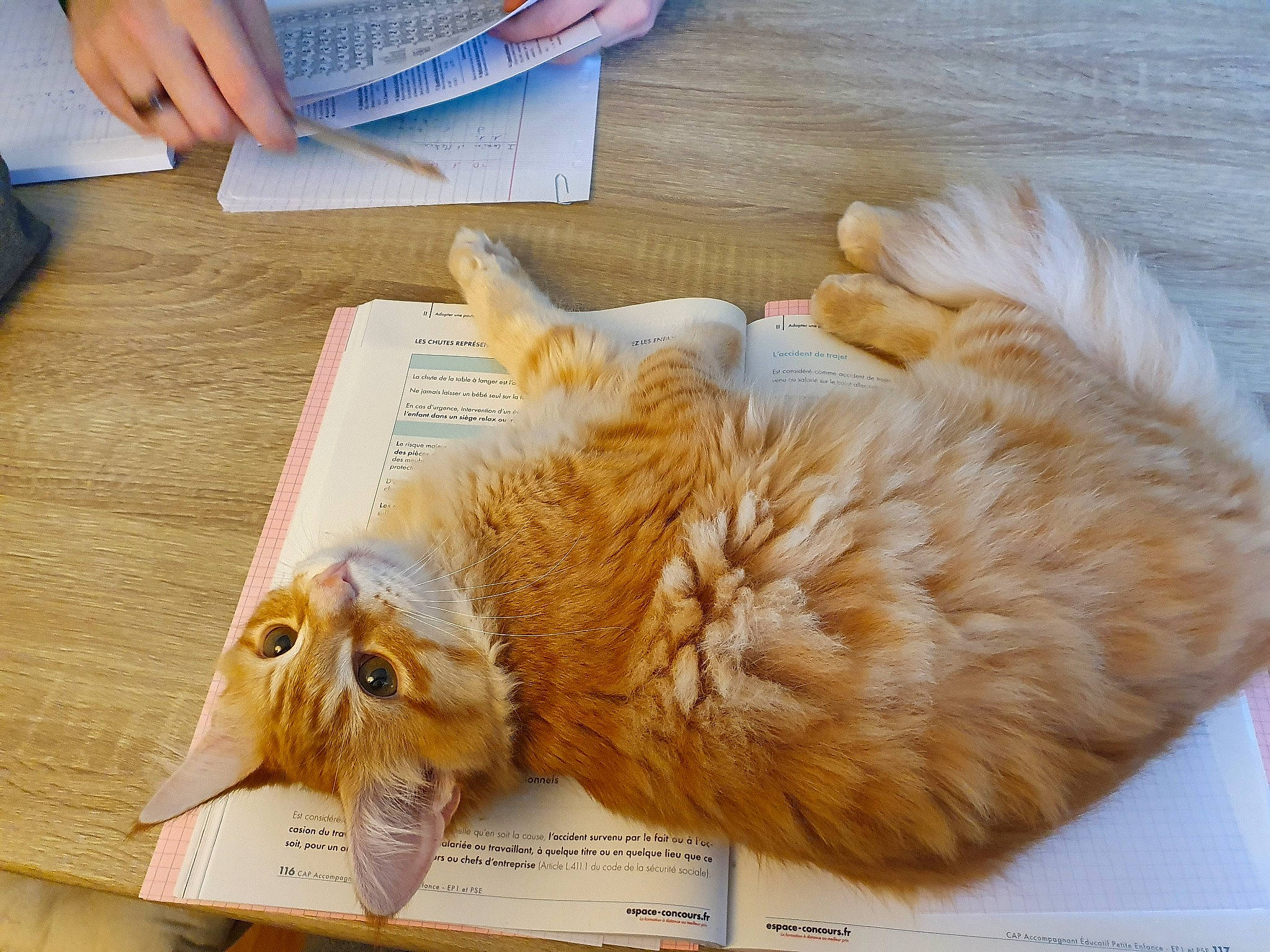 Fox participe au concours pour gagner de l'argent avec cette photo : cat, fawn, felidae, fur, paw, small_to_medium_sized_cats