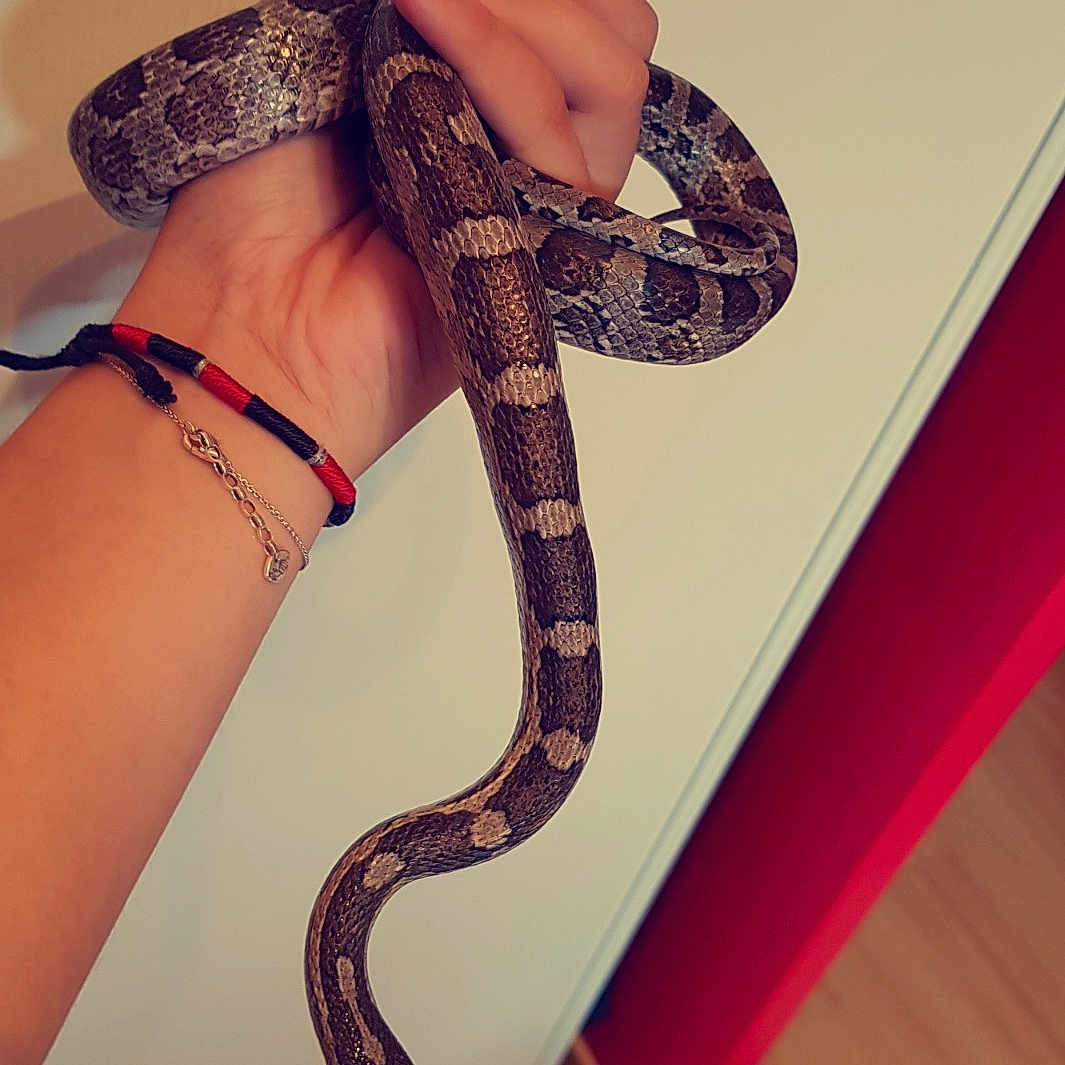 Deux Milles Dix Sept