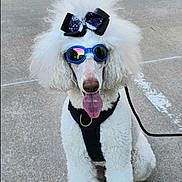 Jake is registered to the contest to win money with this photo: dog, poodle, white, sunglasses, bow, pet, animal, outdoor, concrete, tongue_out, fluffy, cute, leash, sitting, accessory, fashion, summer, funny, portrait, canine