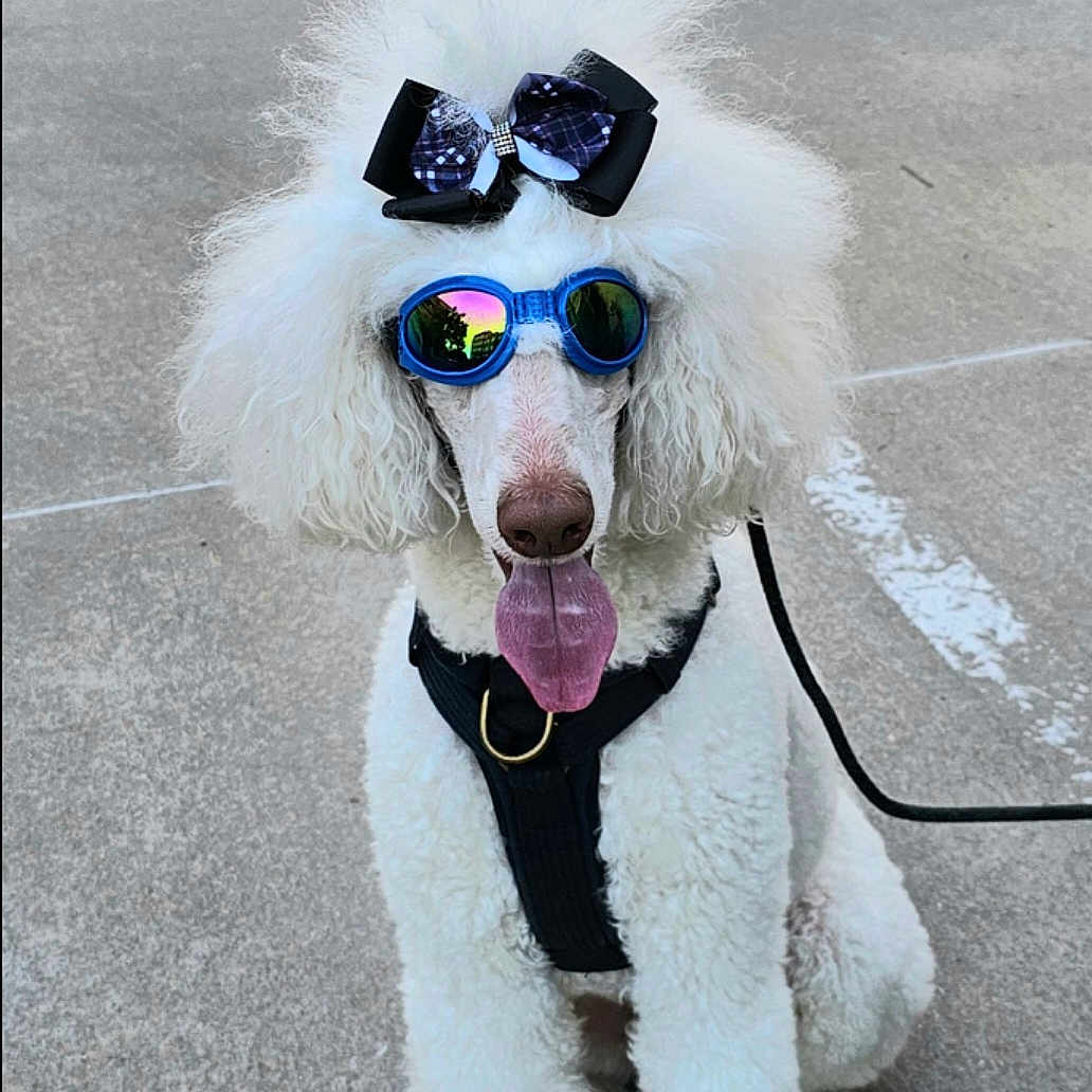 Jake is registered to the contest to win money with this photo: dog, poodle, white, sunglasses, bow, pet, animal, outdoor, concrete, tongue_out, fluffy, cute, leash, sitting, accessory, fashion, summer, funny, portrait, canine