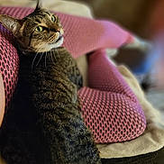 Tigger joined the competition — help win amazing prizes! animal, blurred_background, cat, close_up, cozy, curious, feline, fishnet_stockings, fur, green_eyes, human_leg, indoor, looking_back, pet, pink_stockings, relaxing, resting, soft_surface, tabby_cat, texture