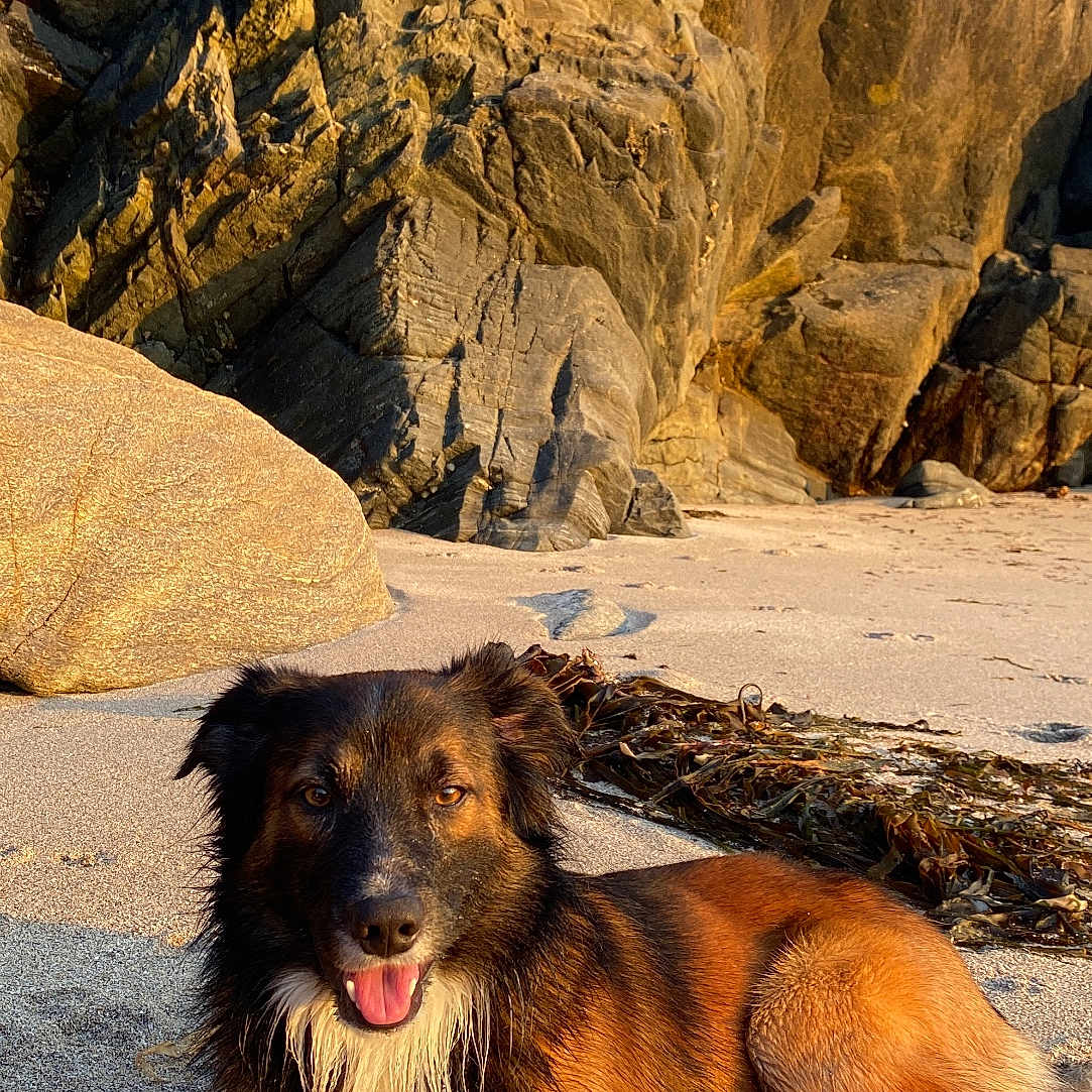 Saïko participe au concours pour gagner de l'argent avec cette photo : animal, beach, black, brown, canine, daylight, dog, fur, happy, lying_down, nature, outdoor, pet, relaxing, rocks, sand, seaweed, sunlight, tongue_out, white