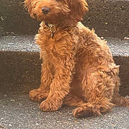 Lily joined the competition — help win amazing prizes! dog, puppy, brown, curly_fur, collar, pet, animal, outdoor, stairs, sitting, cute, fur, looking_at_camera, domestic_animal, young, canine, friendly, companion, portrait, curious