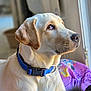 dog, golden_retriever, collar, blue_collar, pet, indoors, window_light, portrait, canine, animal, whiskers, fur, domestic_animal, close_up, looking_away, bed, blanket, colorful, soft_light, home