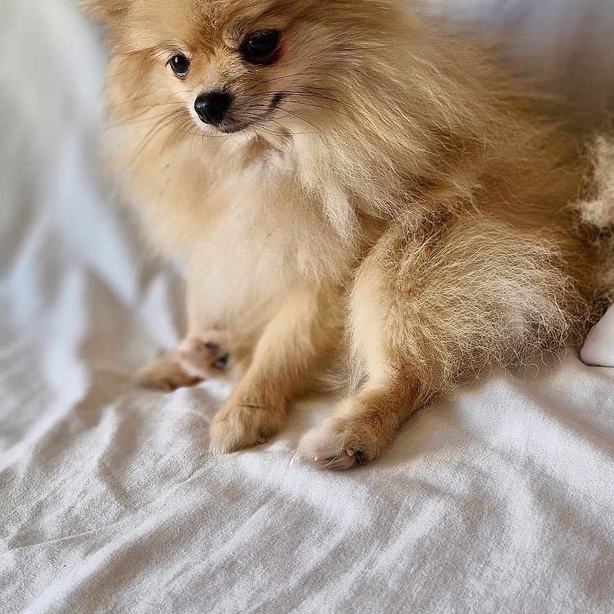 Happy a rejoint le concours — aidez-le/la à gagner de superbes lots ! animal, animal_face, canine, companion, cute, cute_pet, dog, domestic_animal, fluffy, fur, furry, indoors, pet, pomeranian, portrait, quiet, sitting, small_dog, soft_texture, white_background