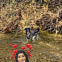 dog, black_dog, water, creek, stream, nature, outdoor, bushes, vegetation, happy, playful, animal, pet, shallow_water, sunlight, forest, digital_avatar, hearts, cartoon, emoji