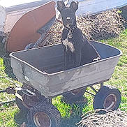 Floki joined the competition — help win amazing prizes! dog, black_dog, garden_cart, outdoor, grass, sunlight, wheels, rusty, collar, tag, animal, pet, sitting, daylight, nature, yard, tool, wheelbarrow, metal, quiet