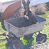 dog, black_dog, garden_cart, outdoor, grass, sunlight, wheels, rusty, collar, tag, animal, pet, sitting, daylight, nature, yard, tool, wheelbarrow, metal, quiet