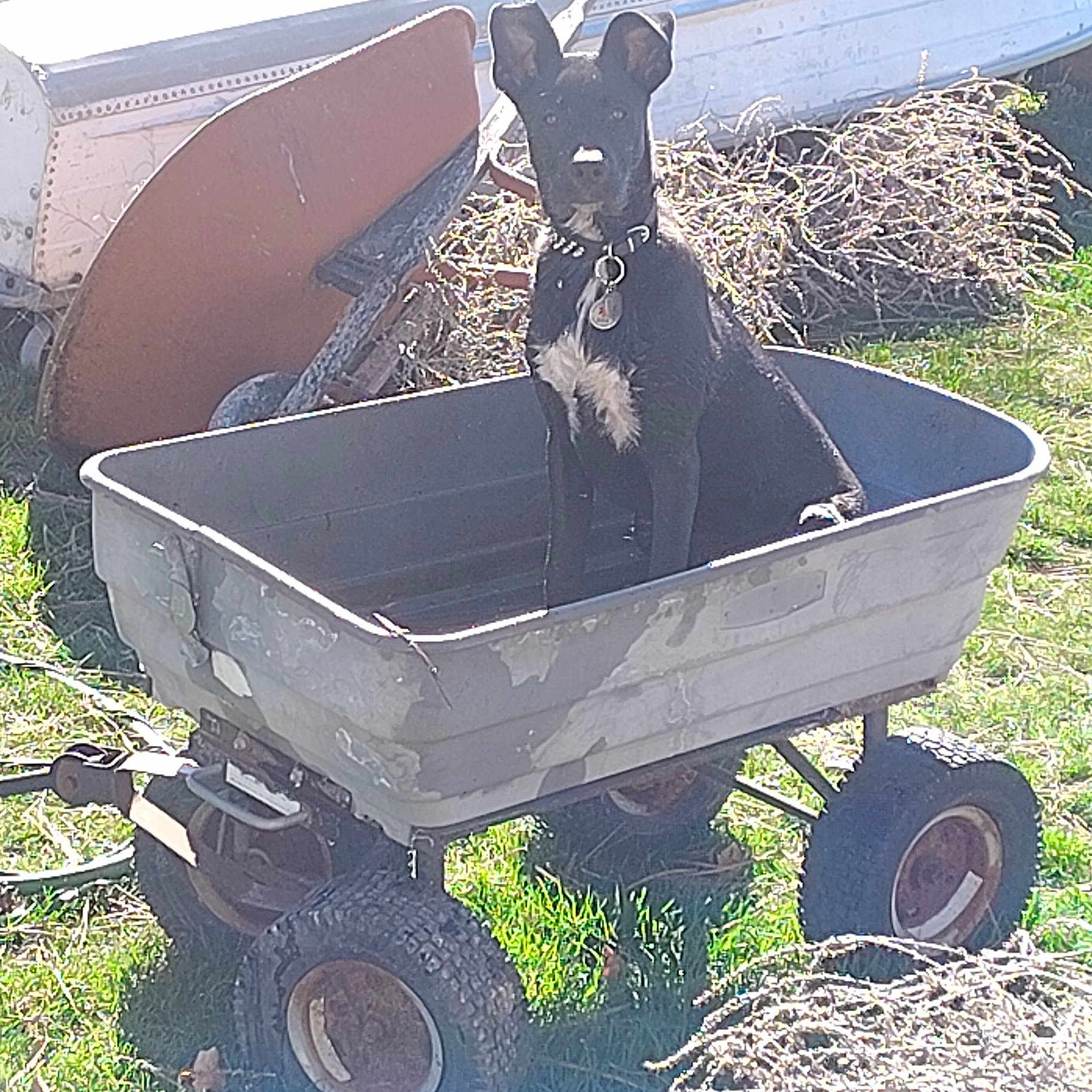 Floki joined the competition — help win amazing prizes! dog, black_dog, garden_cart, outdoor, grass, sunlight, wheels, rusty, collar, tag, animal, pet, sitting, daylight, nature, yard, tool, wheelbarrow, metal, quiet