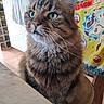 cat, tabby_cat, fluffy, fur, whiskers, green_eyes, portrait, close_up, sitting, indoors, table, chair, colorful_background, home, animal, pet, cute, alert, long_whiskers, photography