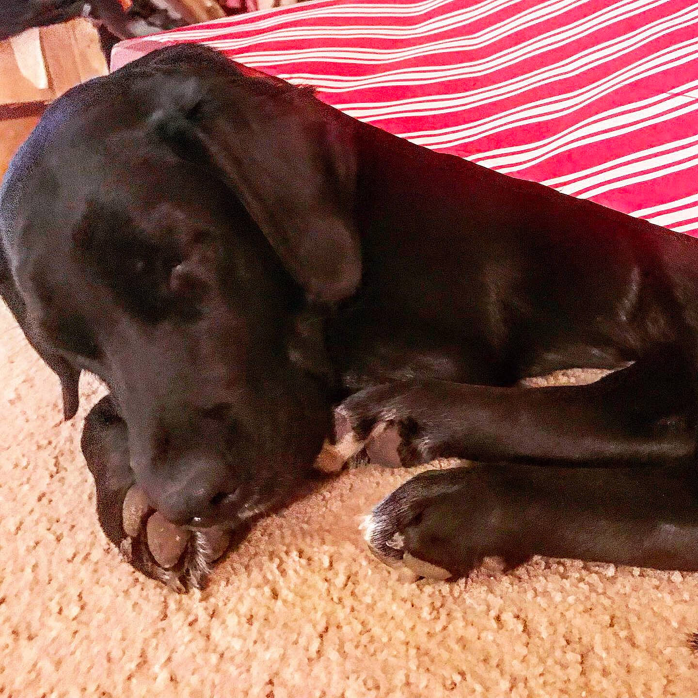 Princess is registered to the contest to win money with this photo: black, canidae, carnivore, dog, dog_breed, ear, fawn, labrador_retriever, liver, snout, sporting_group