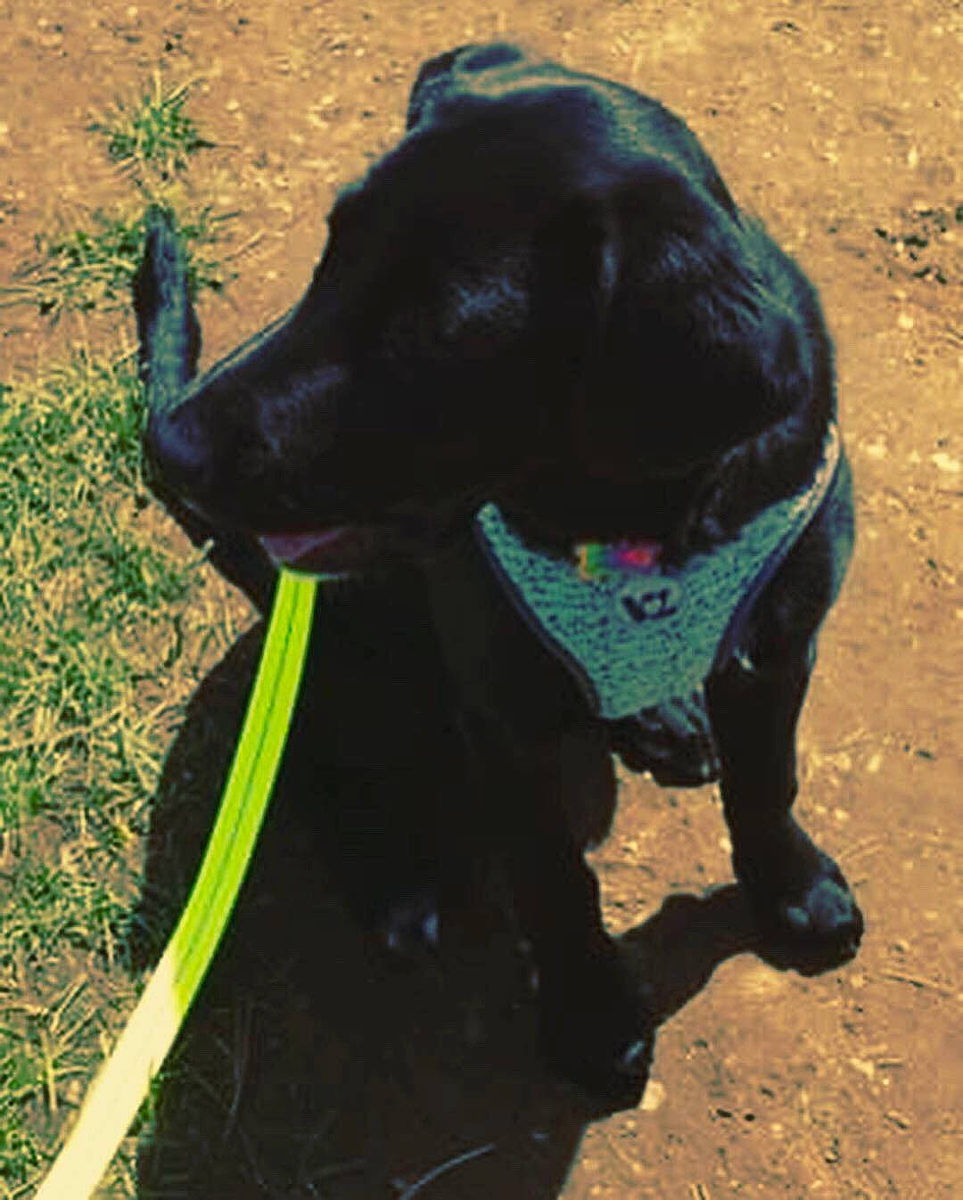 Princess is registered to the contest to win money with this photo: canidae, carnivore, dog, dog_breed, flat_coated_retriever, hunting_dog, labrador_retriever, snout, sporting_group