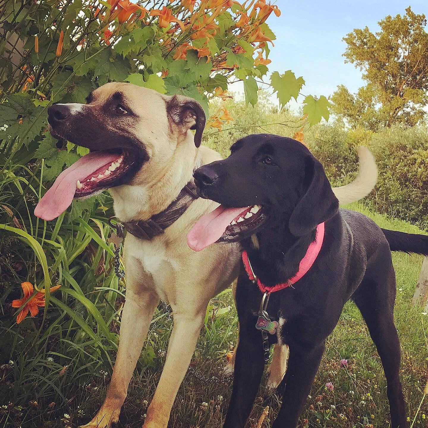 Princess is registered to the contest to win money with this photo: bandog, borador, canidae, carnivore, dog, dog_breed, fawn, guard_dog, hunting_dog, labrador_retriever, mammal, plant, rare_breed_dog, sporting_group, vertebrate