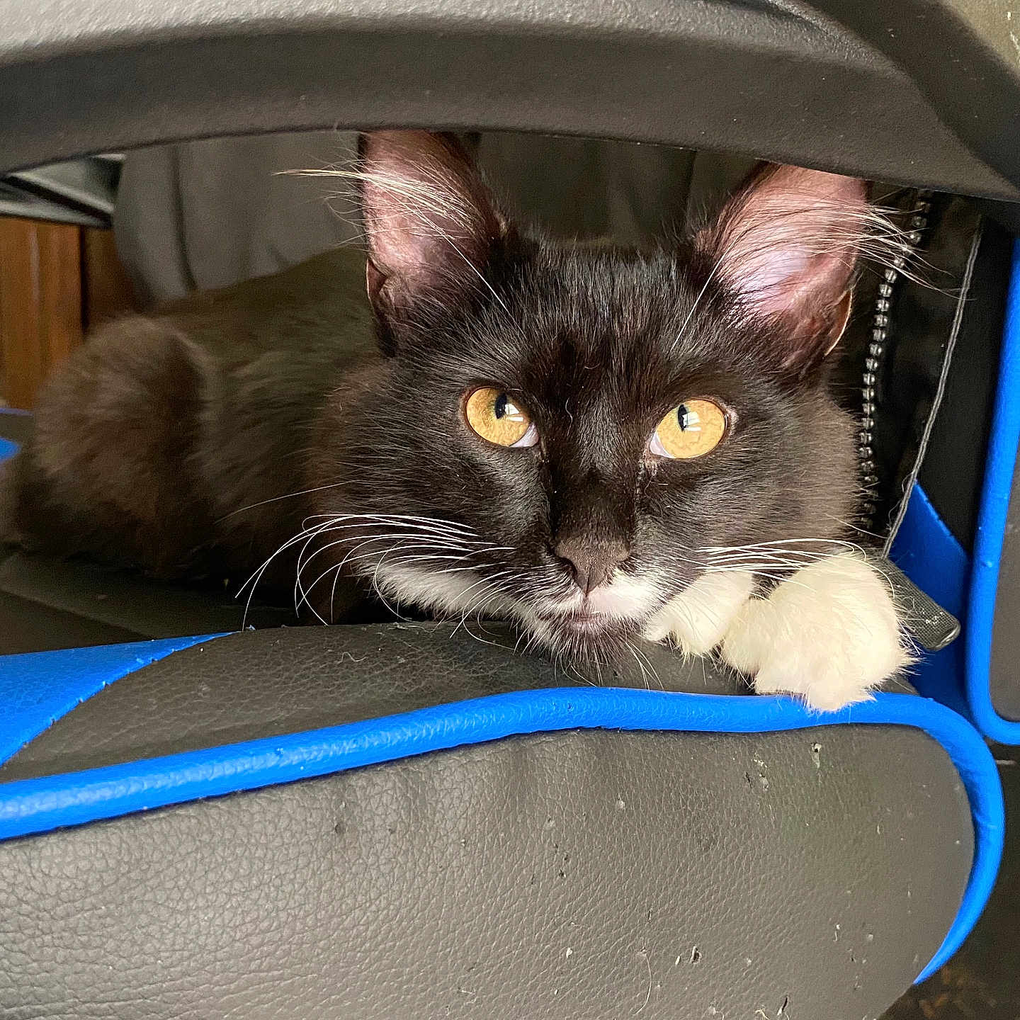 Gizmo joined the competition — help win amazing prizes! alloywheel, animal, car, car_interior, carseat, carwheel, cat, cushion, furniture, headrest, homedecor, kitten, machine, manx, pet, spoke, tire, transportation, vehicle, wheel