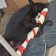 Selfie a rejoint le concours — aidez-le/la à gagner de superbes lots ! animal, bed, black_dog, blanket, blue_blanket, cardboard_box, comfort, cozy, cuddling, cute, dog, fabric, fur, indoor, paw, pet, rawhide_bone, relaxation, resting, sleeping