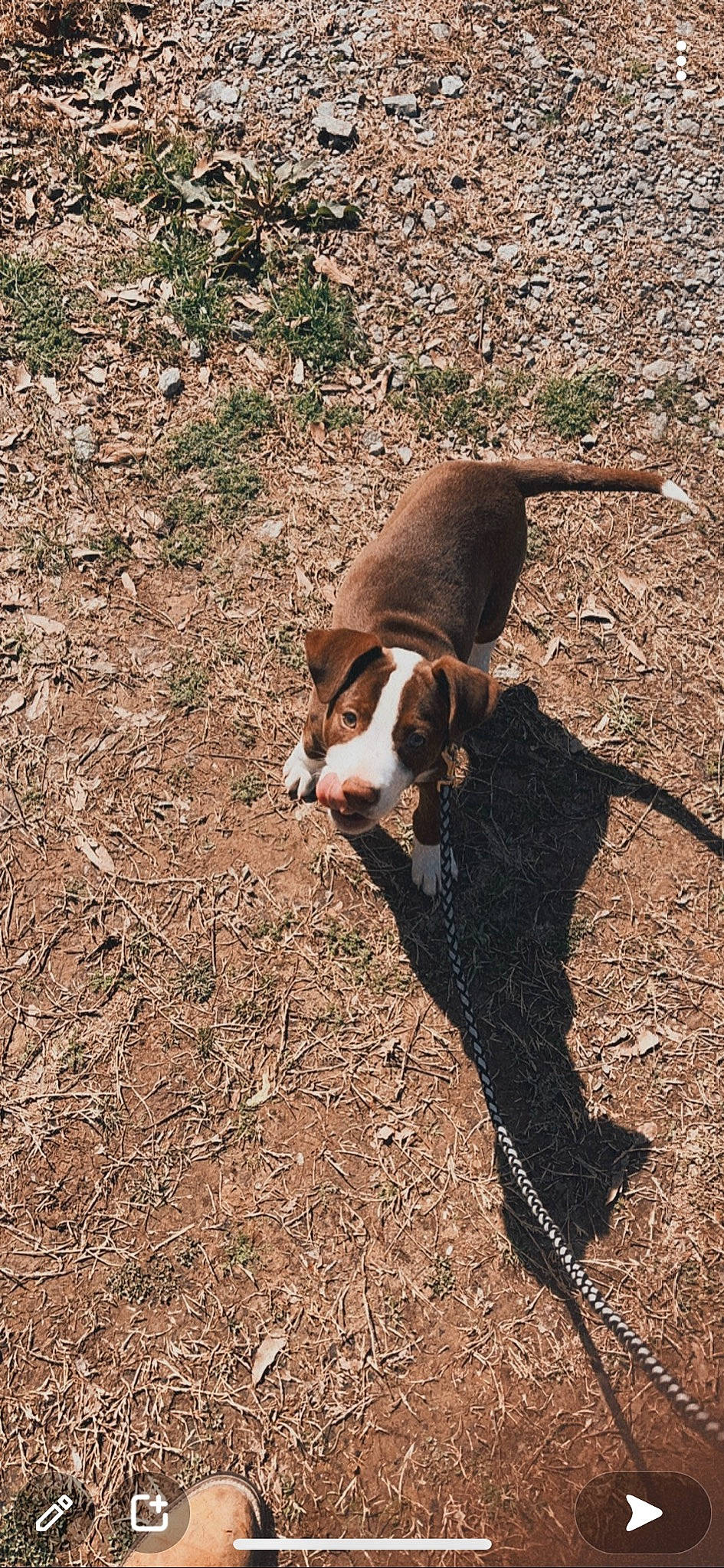 Caplyn joined the competition — help win amazing prizes! canidae, carnivore, companion_dog, dog, dog_breed, fawn, fur, grass, hunting_dog, liver, snout, soil, sporting_group, tail, terrestrial_animal, wood, working_animal