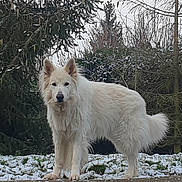 Kanaï a rejoint le concours — aidez-le/la à gagner de superbes lots ! dog, white_dog, outdoor, snow, winter, tree, evergreen, nature, animal, canine, fur, alert, standing, cold, landscape, forest, pet, mammal, winter_season, daytime