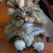 Pepoo participe au concours pour gagner de l'argent avec cette photo : cat, fluffy, green_eyes, whiskers, paws, wooden_surface, indoor, close_up, feline, cute, pet, tabby, long_hair, animal, portrait, curious, household, fur, domestic_cat, relaxed