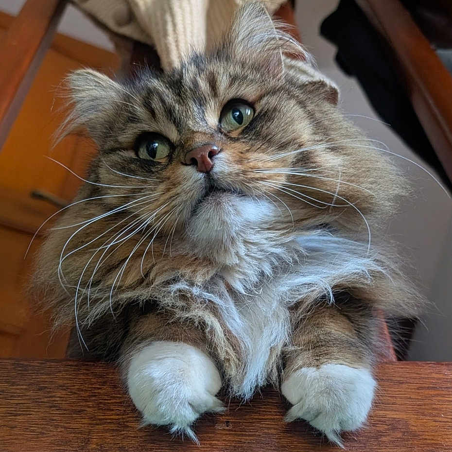 Pepoo participe au concours pour gagner de l'argent avec cette photo : cat, fluffy, green_eyes, whiskers, paws, wooden_surface, indoor, close_up, feline, cute, pet, tabby, long_hair, animal, portrait, curious, household, fur, domestic_cat, relaxed