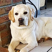Pringston a rejoint le concours — aidez-le/la à gagner de superbes lots ! dog, labrador, yellow_labrador, pet, animal, canine, indoor, tile_floor, brick_wall, resting, lying_down, close_up, portrait, mammal, domestic_animal, paw, ears, snout, fur, companion