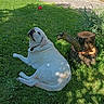 dog, white_dog, grass, tree_stump, red_ball, outdoor, nature, sunlight, shadow, pet, canine, relaxing, lawn, summer, garden, play, animal, greenery, daylight, resting